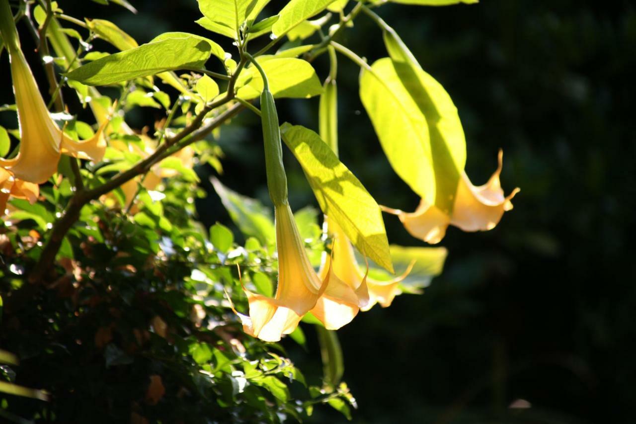 Chambres "Au Jardin" Biscarrosse Εξωτερικό φωτογραφία